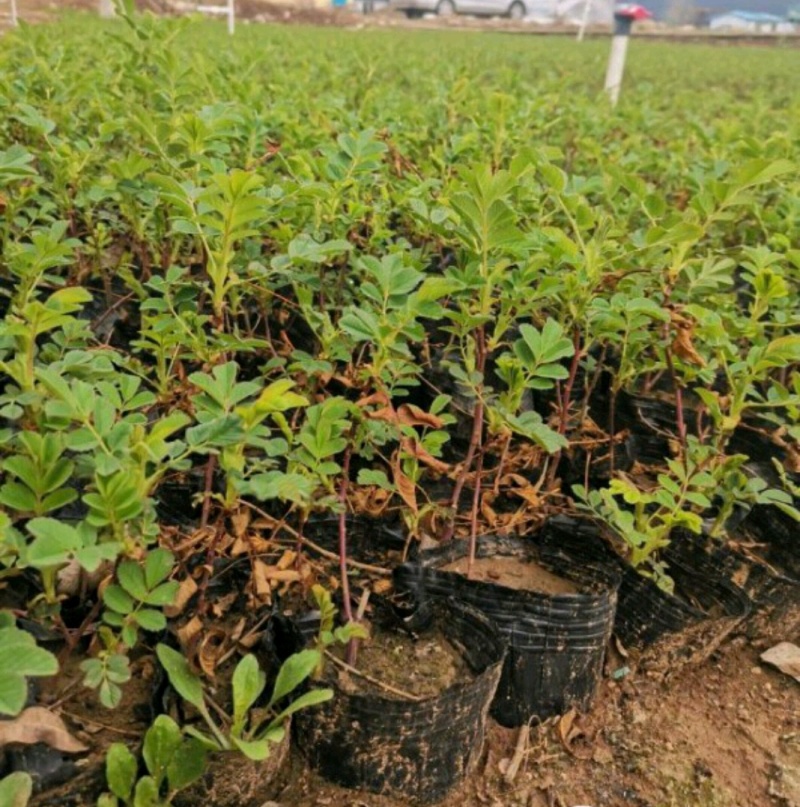 四季玫瑰四季玫瑰苗营养钵杯苗各种规格量大从优