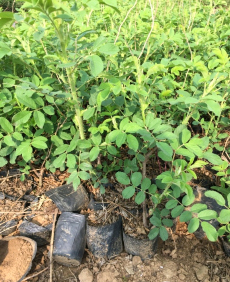 四季玫瑰四季玫瑰苗营养钵杯苗各种规格量大从优