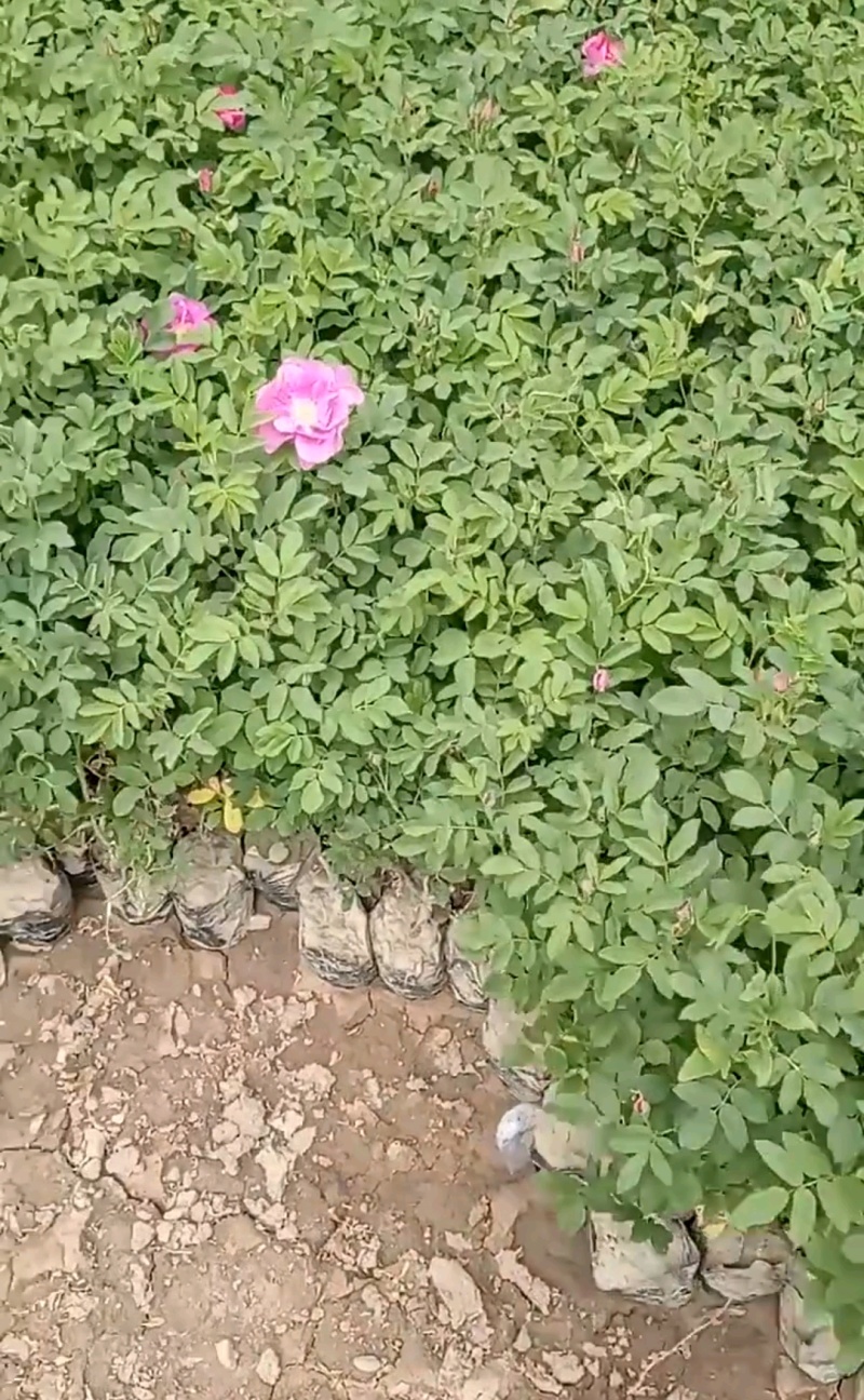 四季玫瑰四季玫瑰苗营养钵杯苗各种规格量大从优