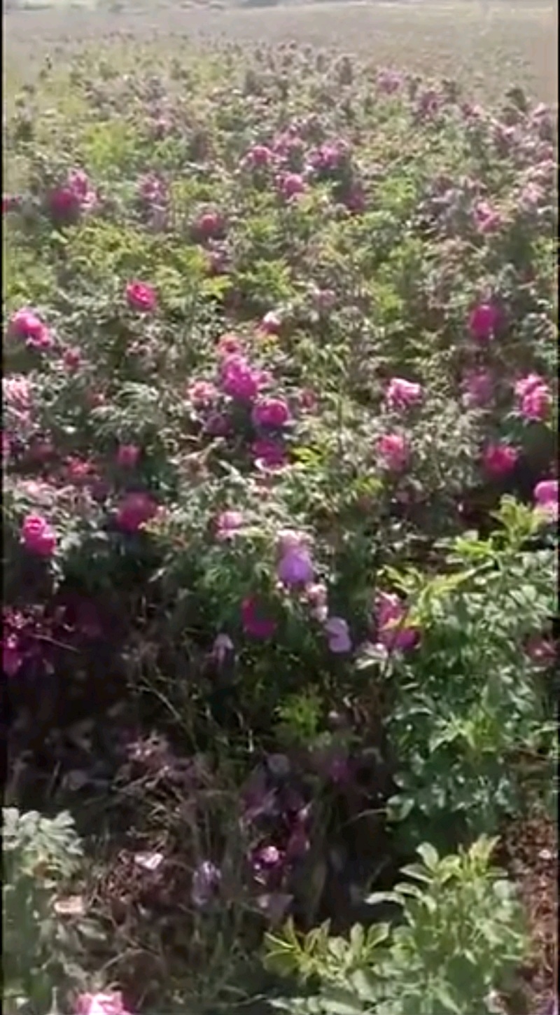 四季玫瑰四季玫瑰苗营养钵杯苗各种规格量大从优