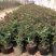 月季月季苗营养钵杯苗高杆月季基地大量直供