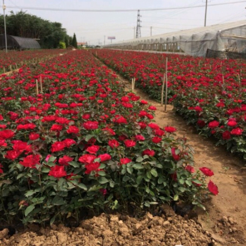 月季月季苗营养钵杯苗高杆月季基地大量直供