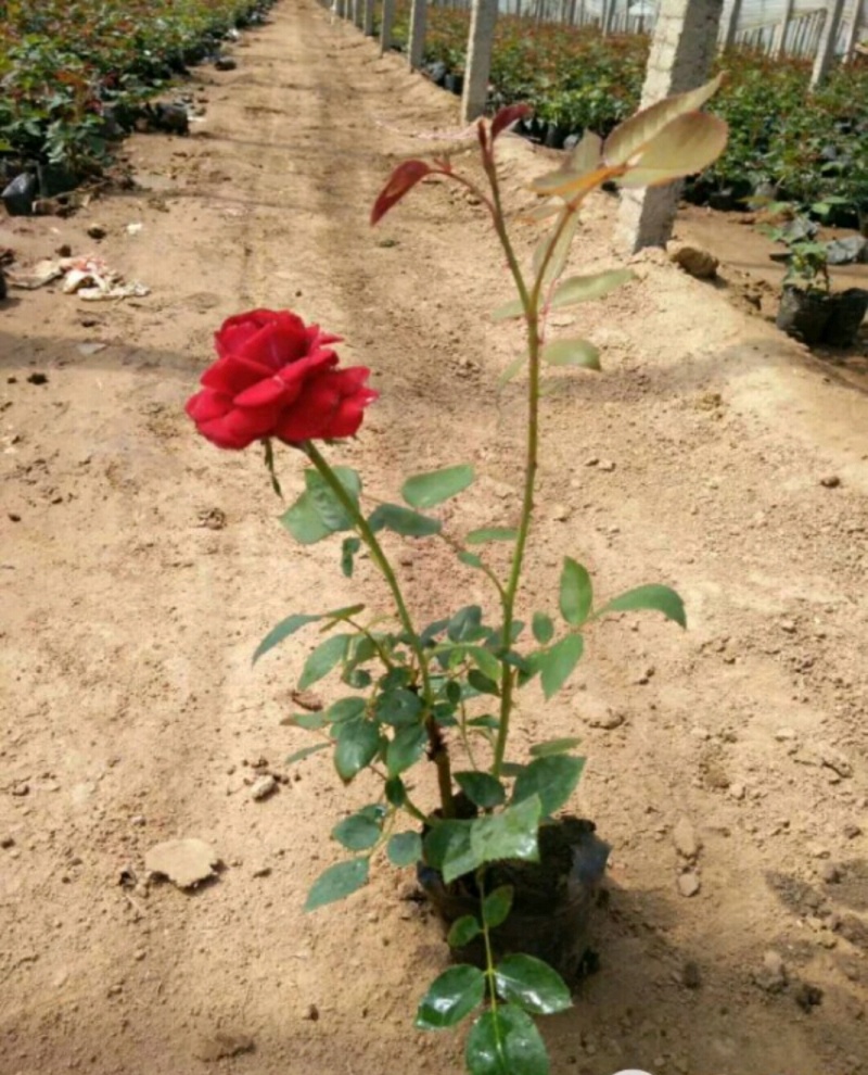 月季月季苗营养钵杯苗高杆月季基地大量直供