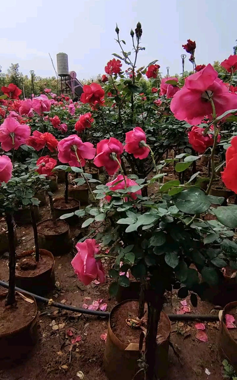 月季月季苗营养钵杯苗高杆月季基地大量直供