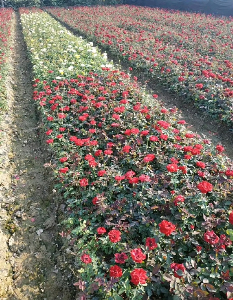 月季月季苗营养钵杯苗高杆月季基地大量直供