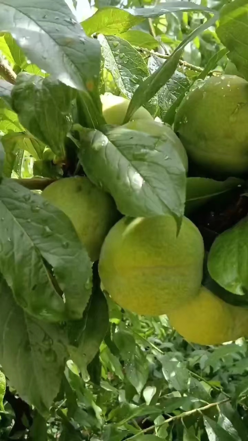 精品青脆李青脆李子脱骨李产地直发货源充足