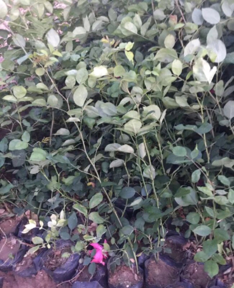 月季月季苗营养钵杯苗高杆月季基地大量直供