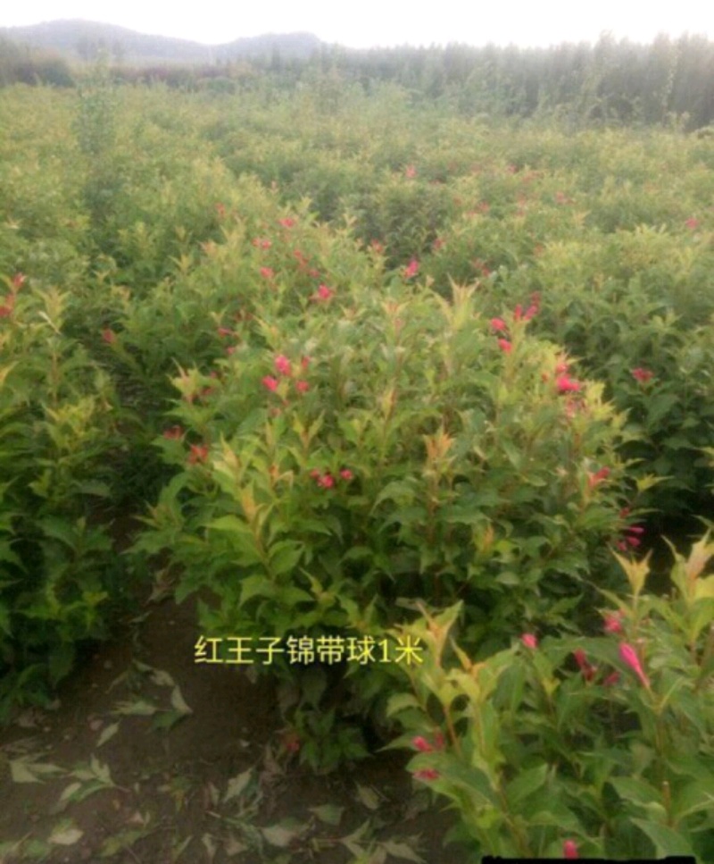 锦带苗锦带树苗产地直销营养钵杯苗锦带球量大从优
