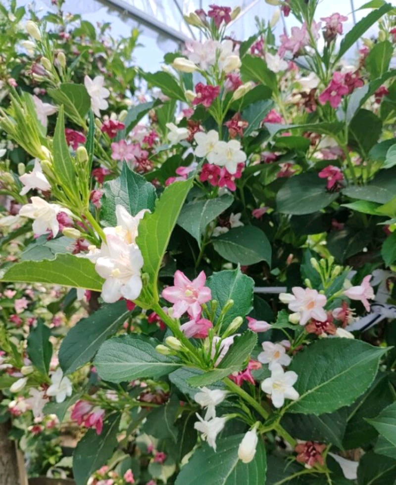 锦带苗锦带树苗产地直销营养钵杯苗锦带球量大从优