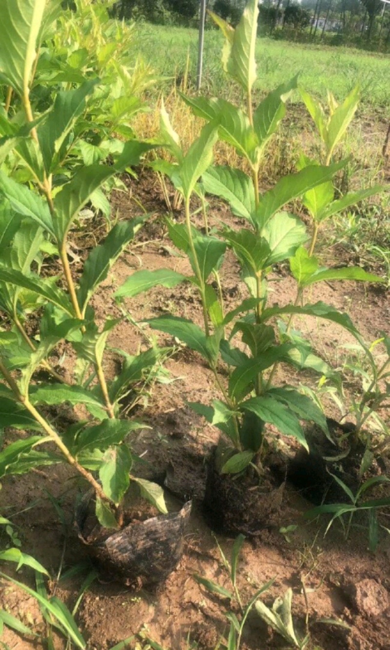 锦带苗锦带树苗产地直销营养钵杯苗锦带球量大从优