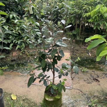 菲油果袋苗高度100cm量多价优福建漳州