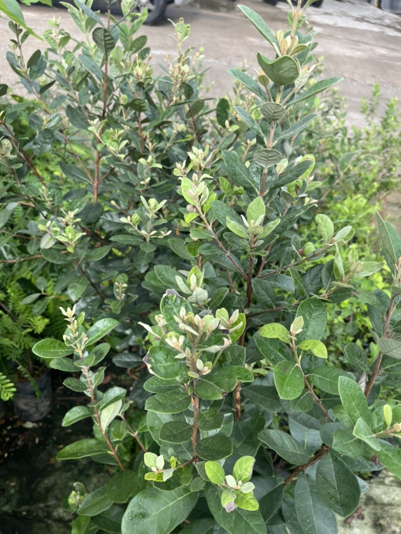 菲油果袋苗高度100cm量多价优福建漳州