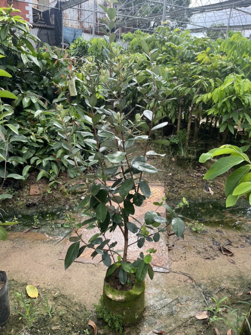 菲油果袋苗高度100cm量多价优福建漳州