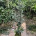 菲油果袋苗高度100cm量多价优福建漳州