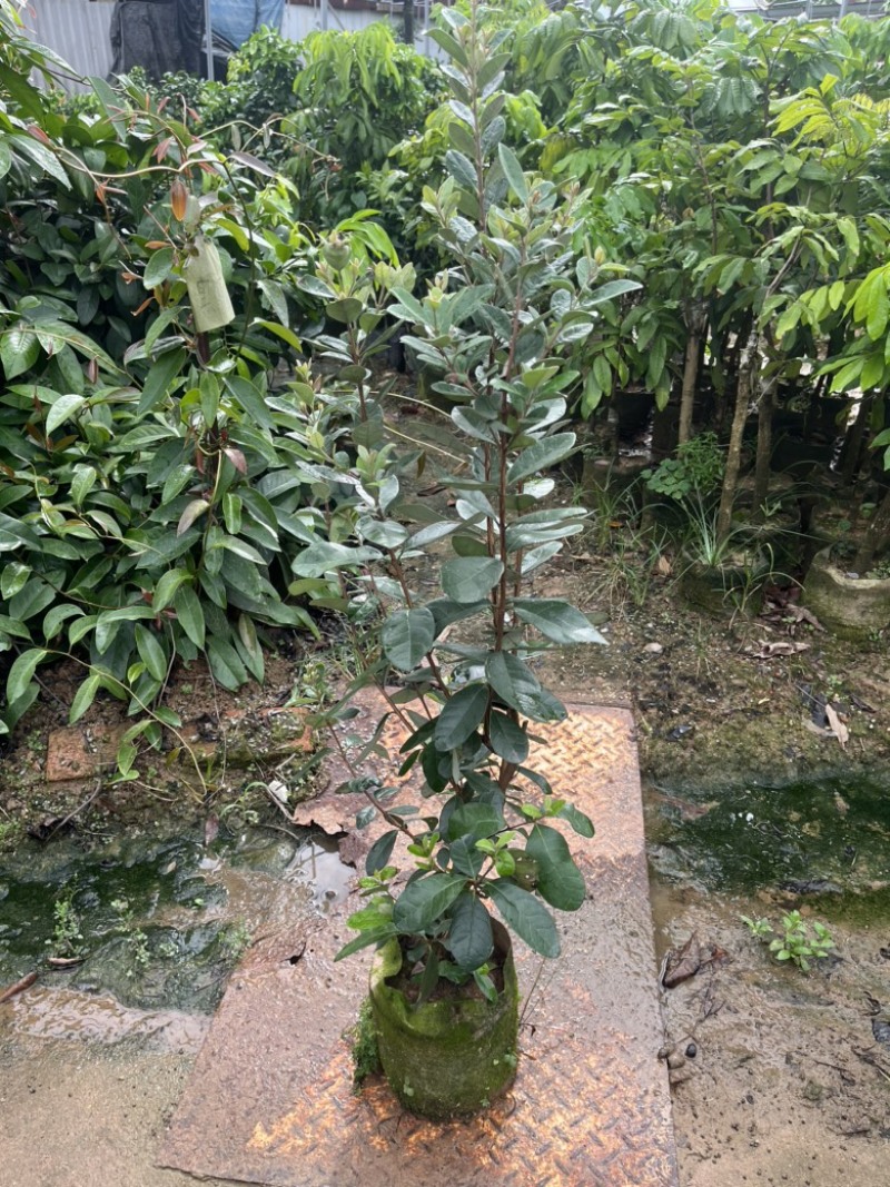 菲油果袋苗高度100cm量多价优福建漳州