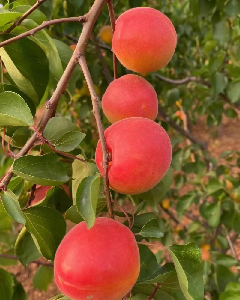 宁夏彭阳红梅杏