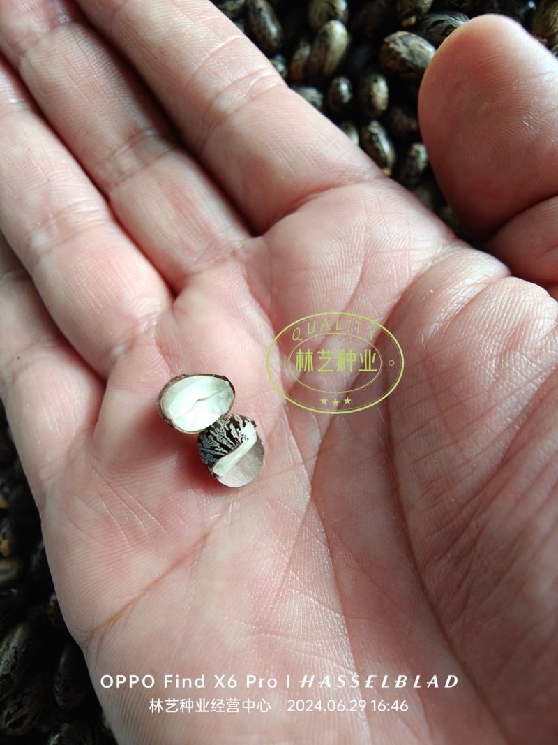 蓖麻种子四季易种易活药用价值可观产量高