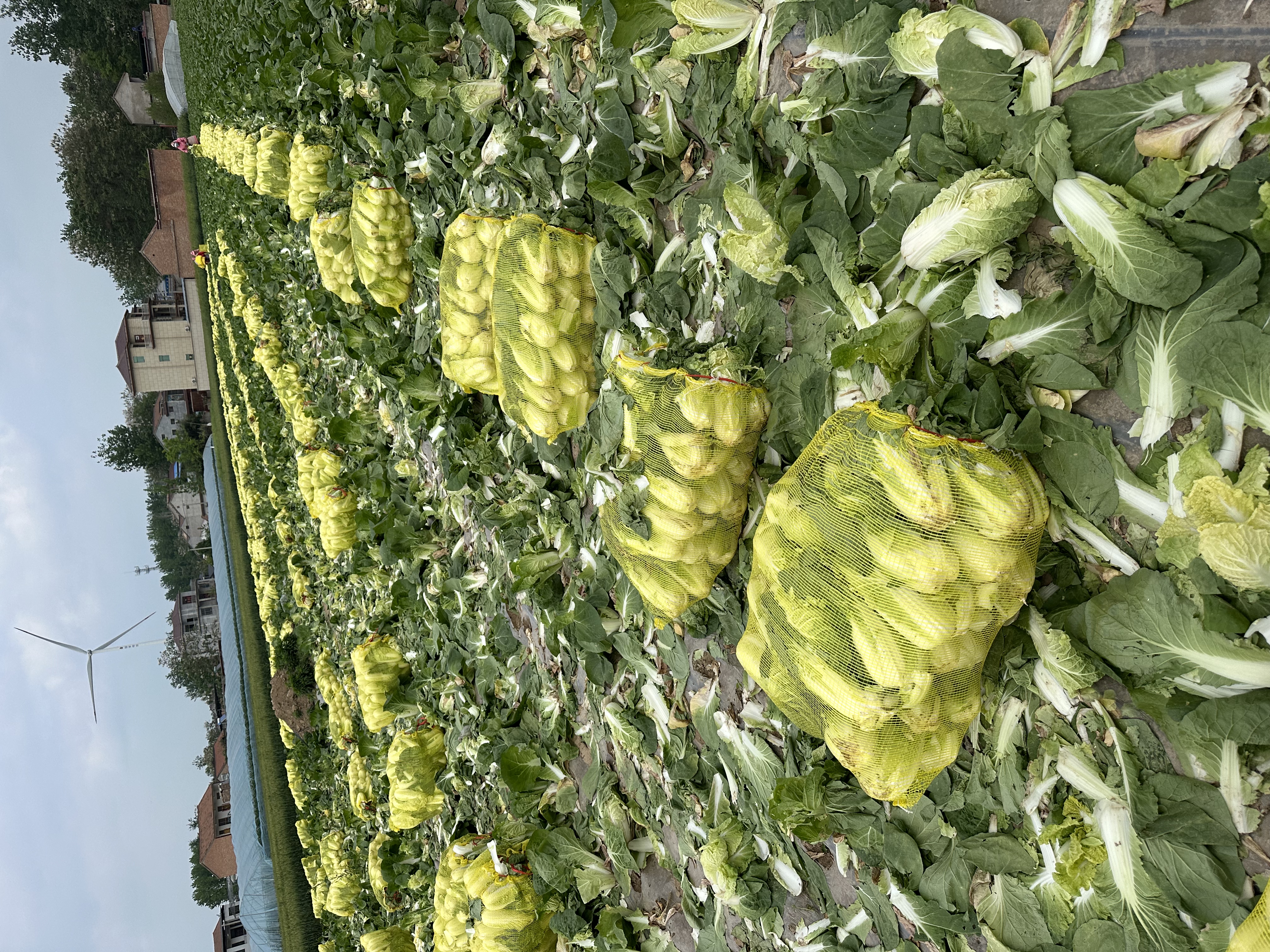 金品娃娃菜田间种植全景