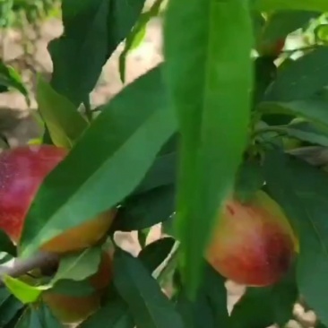 陕西大荔桃-珍珠枣油桃产地直发品质好支持视频看货