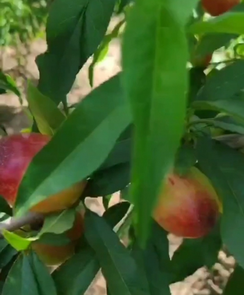 陕西大荔桃-珍珠枣油桃产地直发品质好支持视频看货