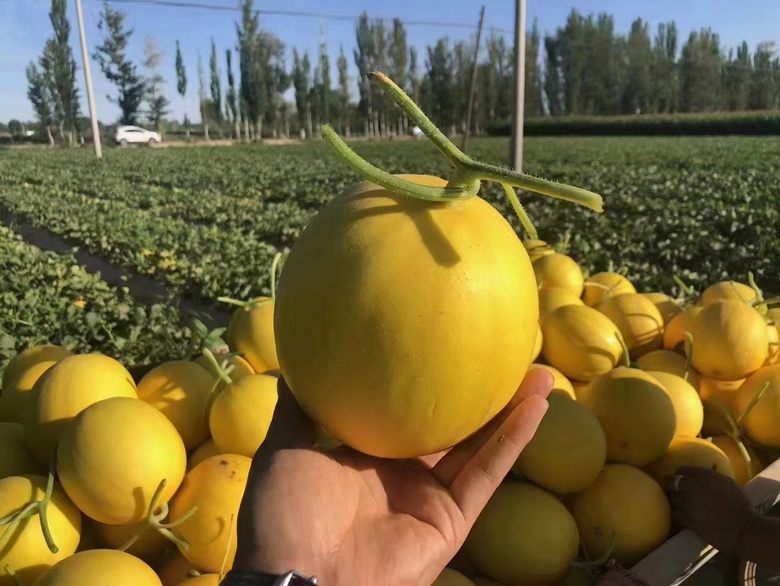 甘肃省瓜州县广袤的哈密瓜种植基地,大片整齐排列的瓜田在阳光照射下呈现黄绿相间的色彩,地膜覆盖技术清晰可见,远处可见祁连山脉轮廓,体现典型西北干旱区农业景观 瓜州县哈密瓜种植基地航拍图
