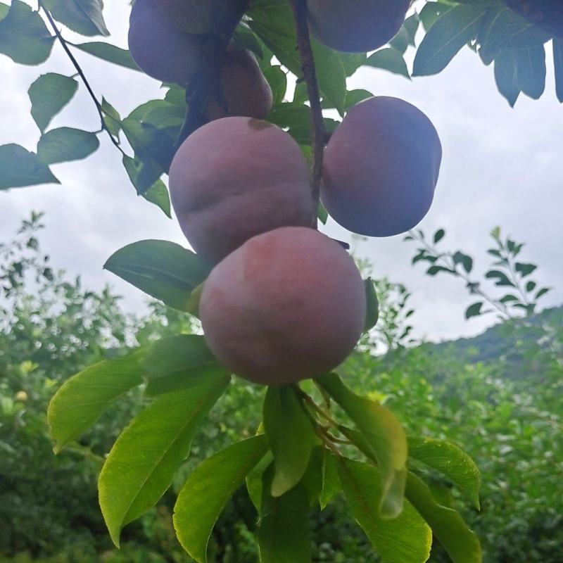芙蓉李