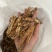 瓜蒌丝全瓜蒌保庆药业批发瓜蒌丝实物拍摄瓜蒌