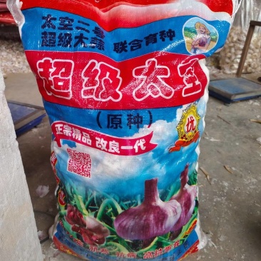 大蒜种，，太空，大青颗，川蒜，样氏齐全。