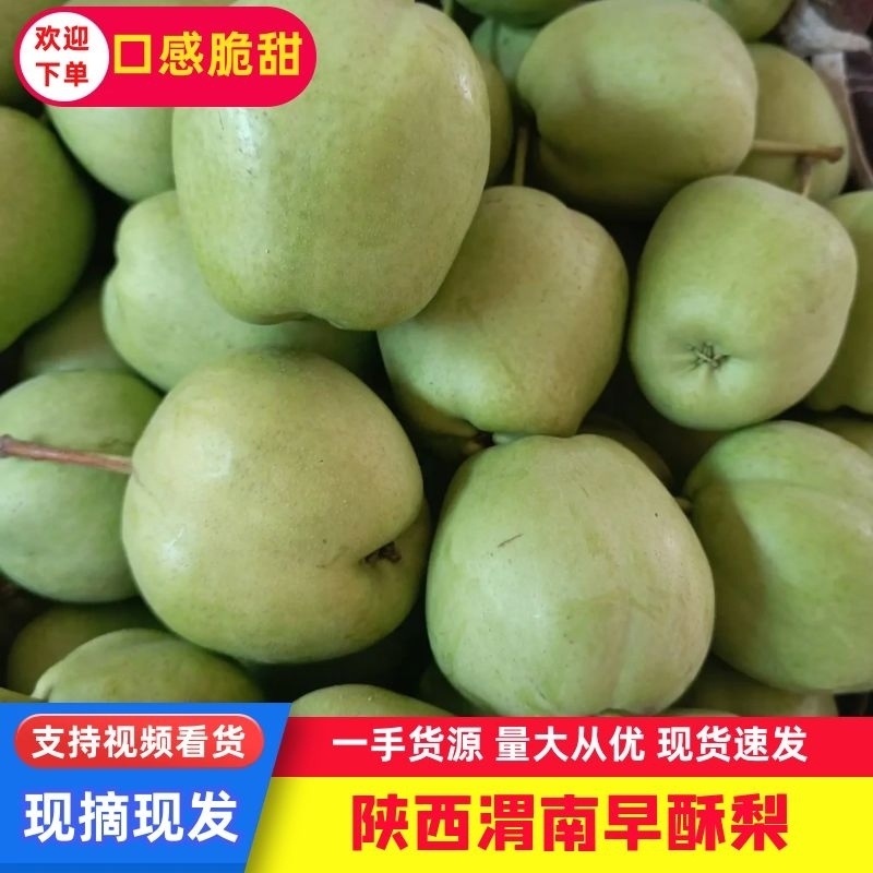 陕西蒲城冷库绿皮早酥梨当季酥梨大量上市产地直供一手货源
