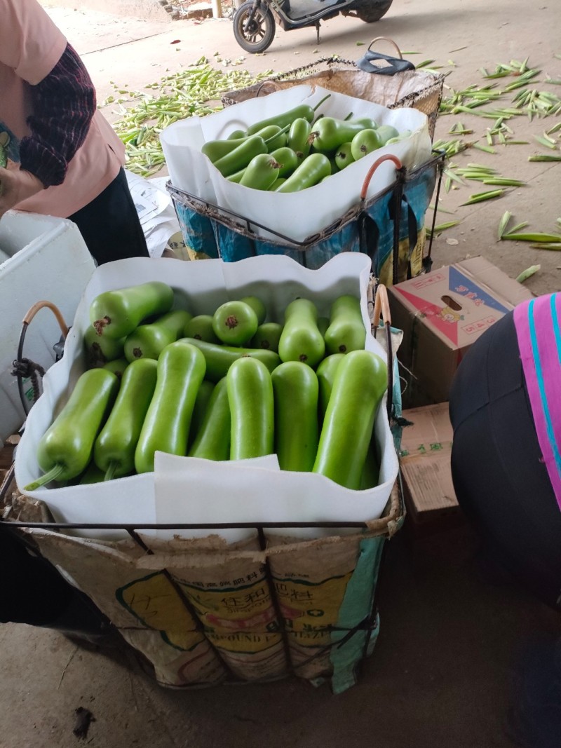 福建南平精品葫芦货量充足，产地直发，诚信第一
