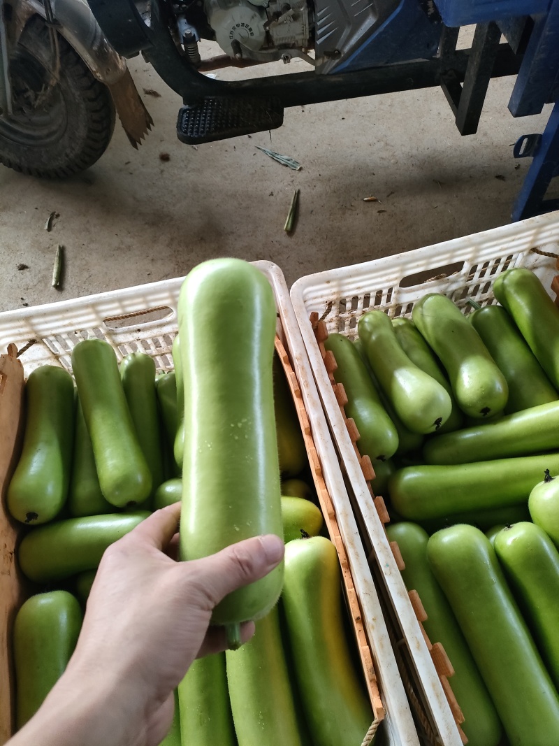 福建南平精品葫芦货量充足，产地直发，诚信第一