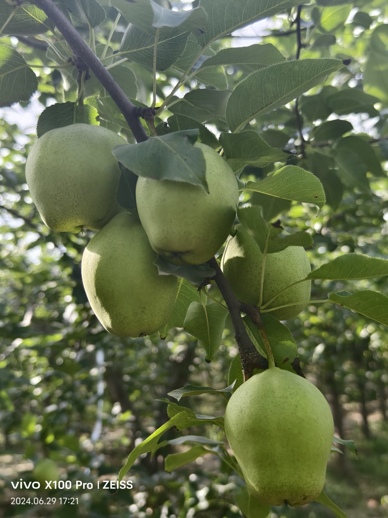 陕西蒲城冷库绿皮早酥梨当季酥梨大量上市产地直供一手货源