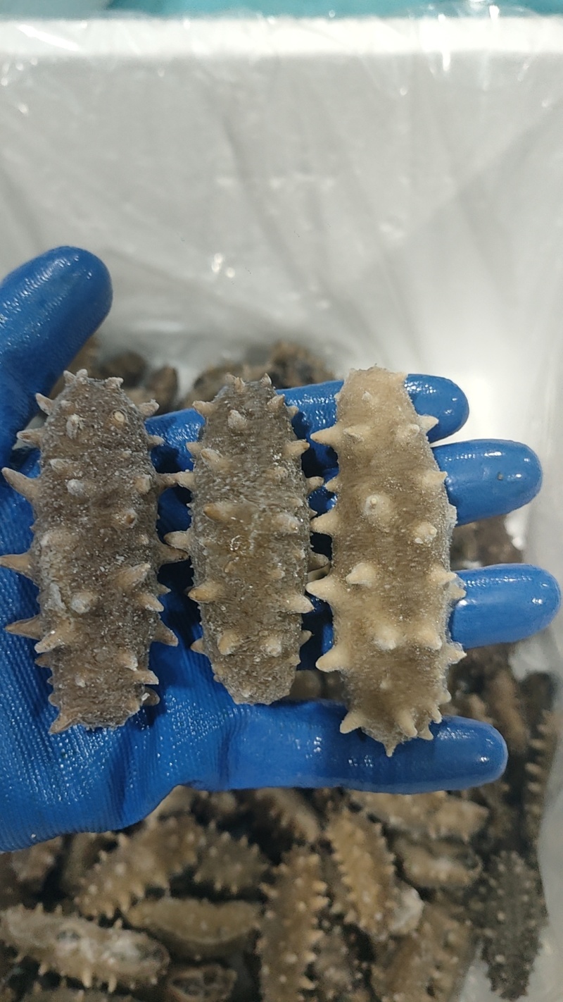 即食海参，电商，社区团购爆品。厂家直销，低价供应。