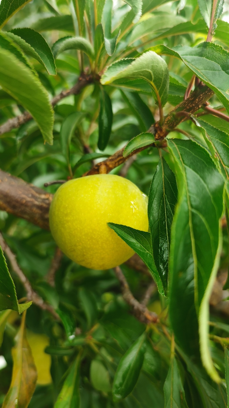 六马蜂糖李