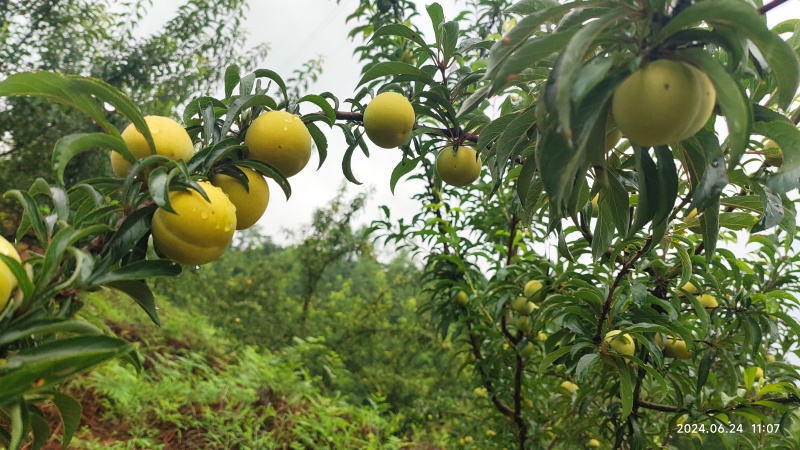 六马蜂糖李