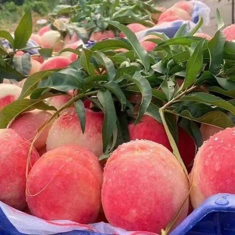 邮莲蜜上市