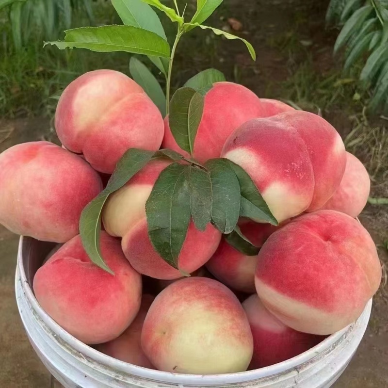邮莲蜜上市