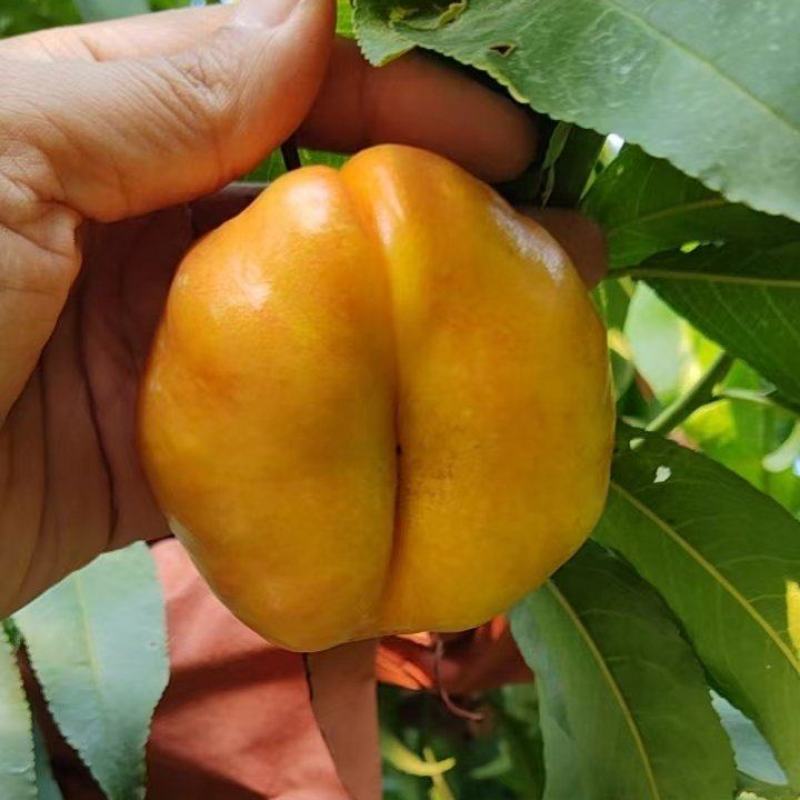 蟠9量大的老板看过来