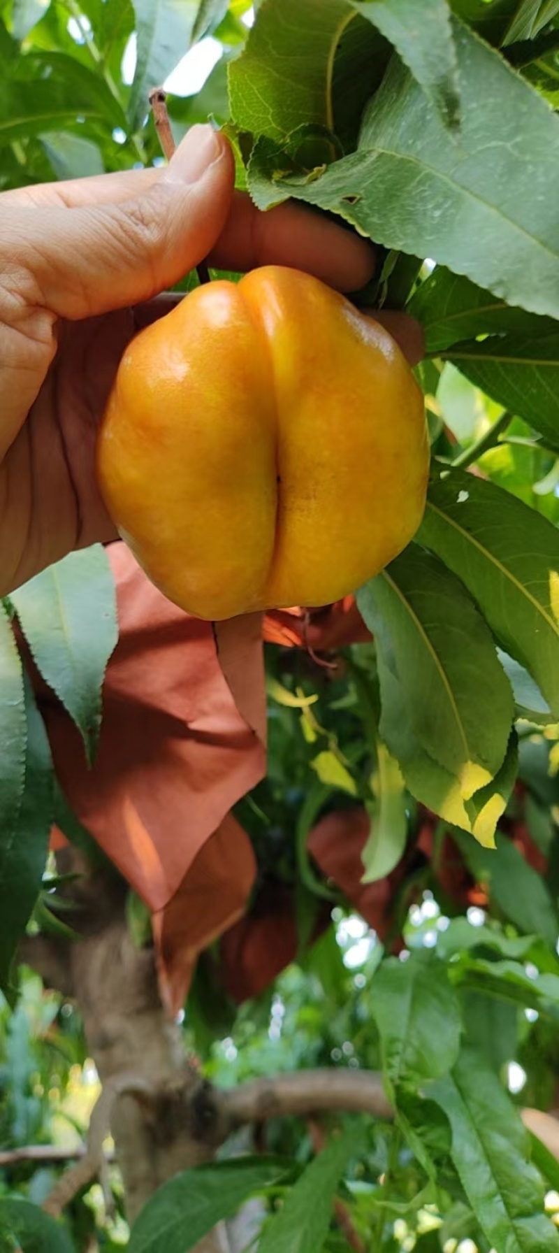 蟠9量大的老板看过来