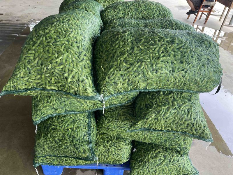 邳州精品大毛豆！绿宝石，，，-翠绿宝大量上市大棚货