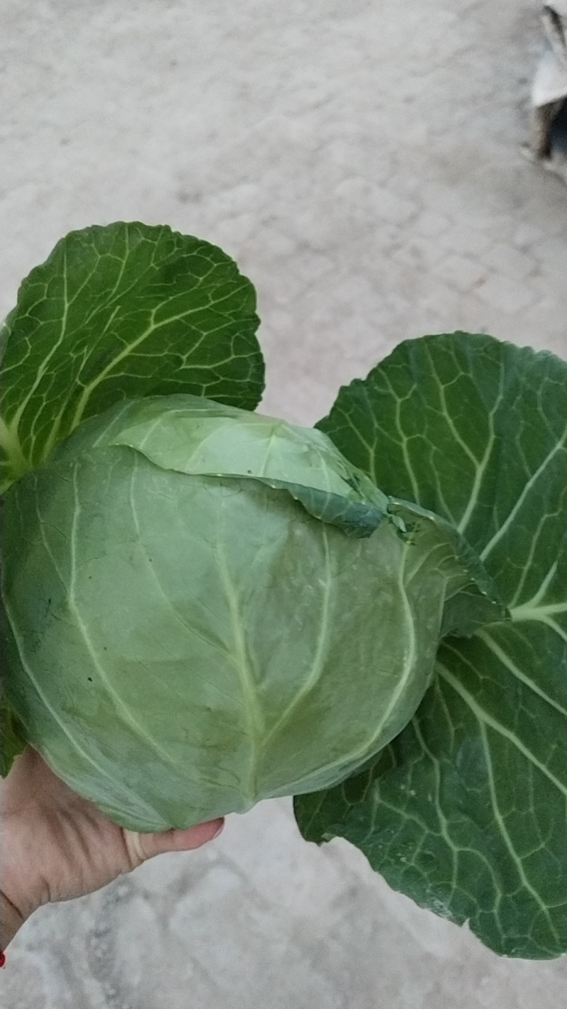 甘肃定西高原夏菜甘蓝，薄皮，小根，大量有货