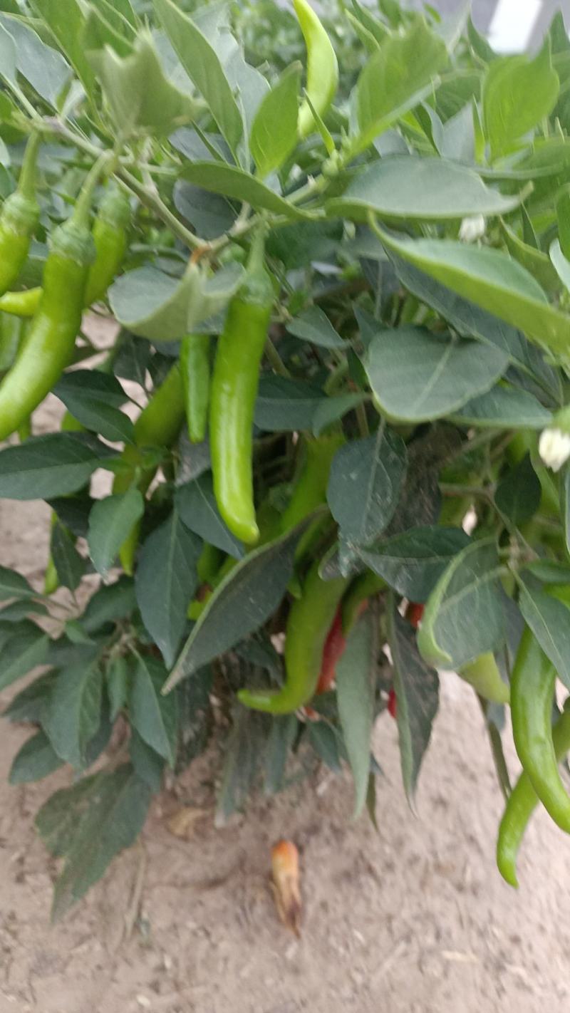 津宏一号线椒，几百亩基地，大量上市中