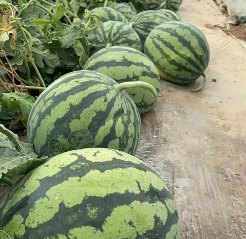 【推荐】宁夏美都西瓜代办一手货源包熟包甜量大从优