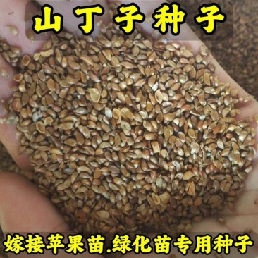 山丁籽-山荆子种子(嫁接各种苹果苗品种、绿化苗专用)