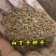 山丁籽-山荆子种子(嫁接各种苹果苗品种、绿化苗专用)