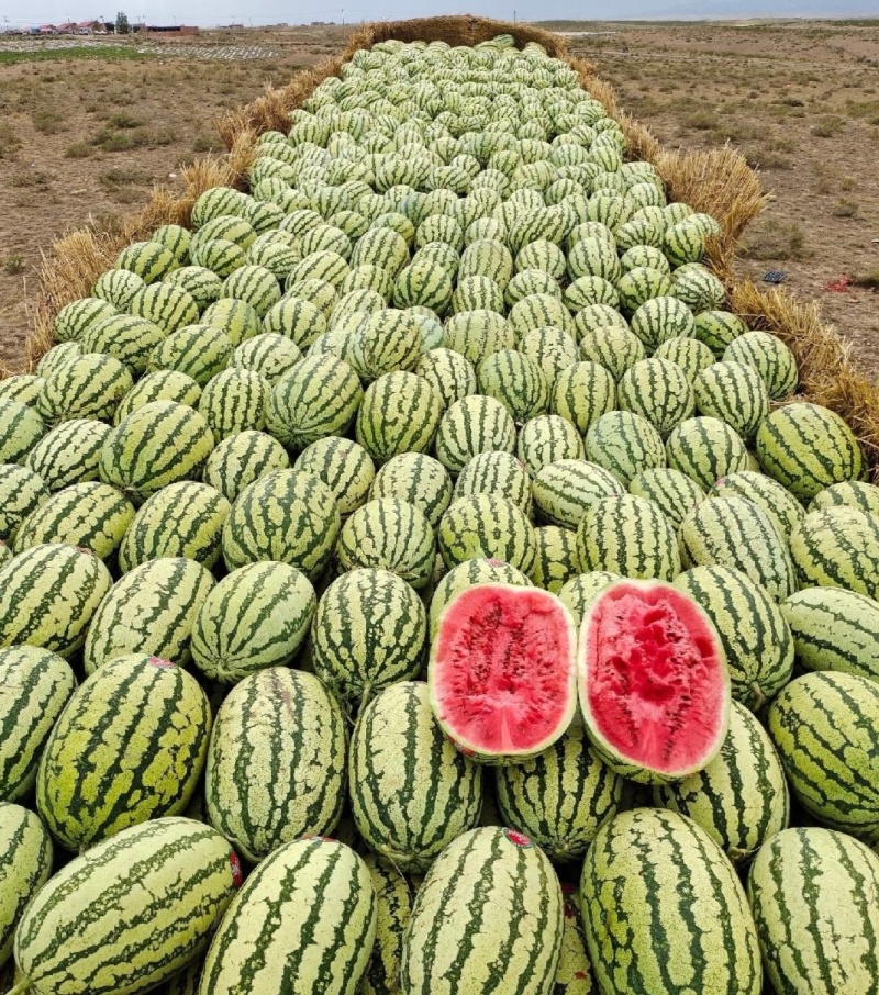 【推荐】宁夏硒砂瓜西瓜代办包熟包甜耐运输量大从优