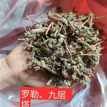 中药材甜香罗勒九层塔金不换苗切断香草干品可以磨成