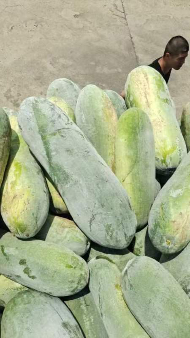 推荐地冬瓜大量上市欢迎新老朋友订购量大价格实惠