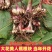 美人蕉苗，美人蕉芽，美人蕉种球，基地直发量大优惠