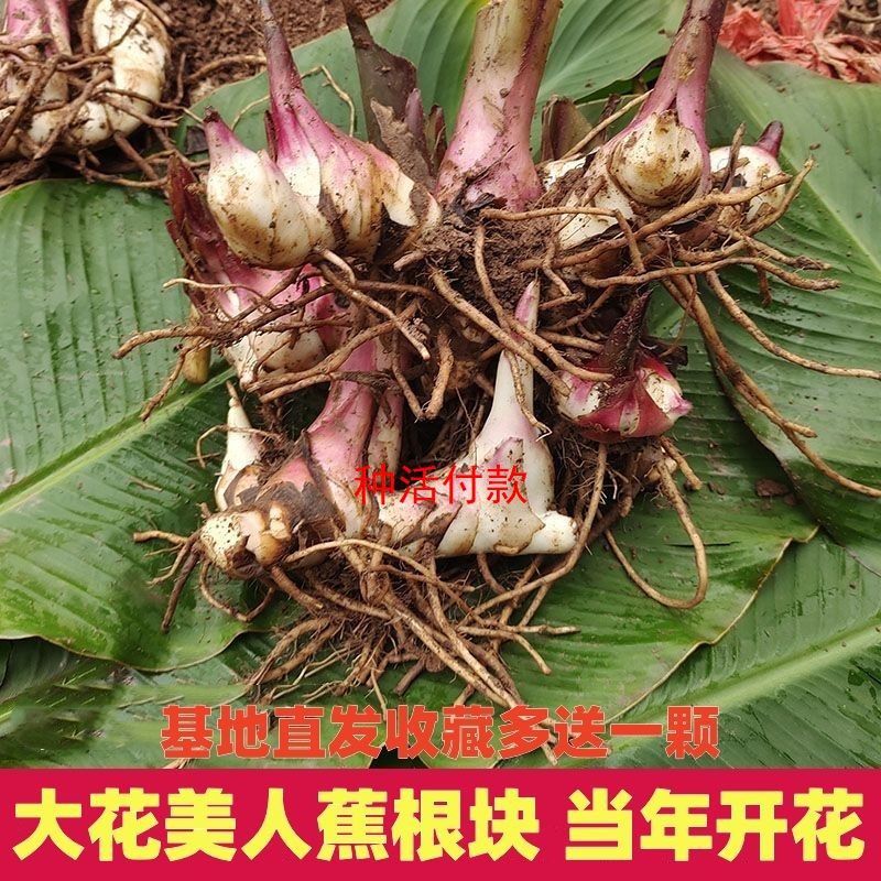美人蕉苗，美人蕉芽，美人蕉种球，基地直发量大优惠